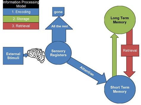 Image result for Information Processing Model of Memory Lsk Example