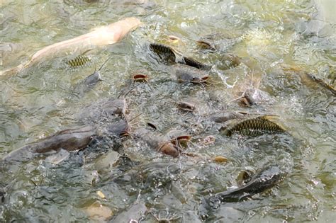 Image result for Pet Fish in Pool