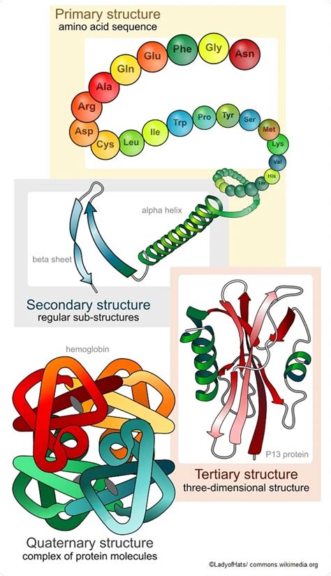 Image result for Protein Structure and Function