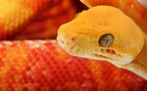 Image result for Python Snake Orange
