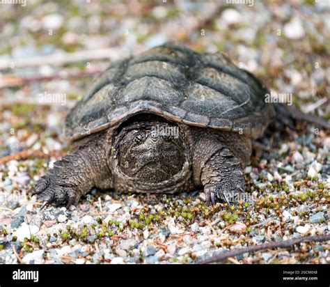 Image result for Snapping Turtle Shell Bottom