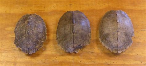 Image result for Mississippi Map Turtle Shell Rot