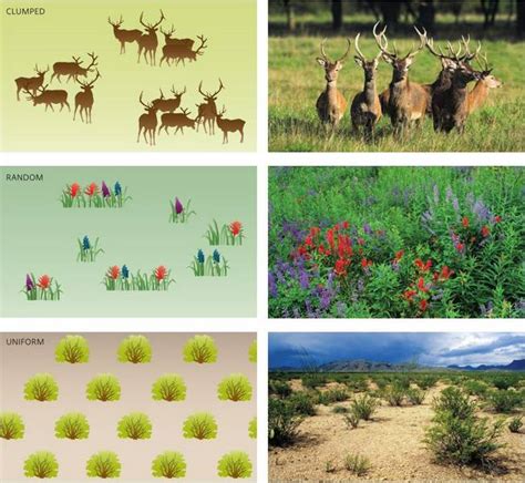 Random Clumped and Uniform Distribution に対する画像結果