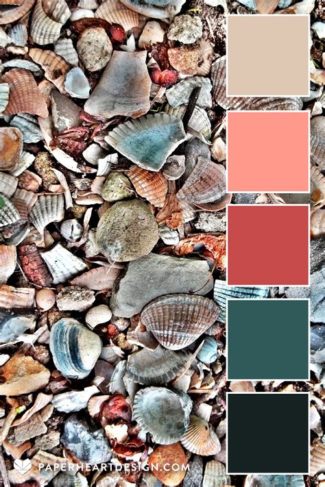 Image result for Seashell Color Schemes