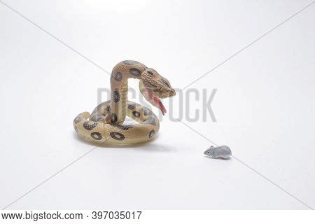 Image result for Python Eating a Mouse Clip Art