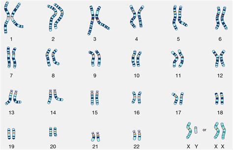 Toradh íomhá ar Karyotype Worksheet Answer Key