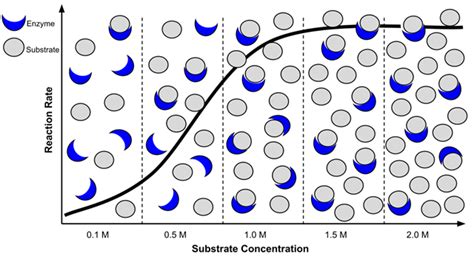 Image result for Substrate Utilization Graphics