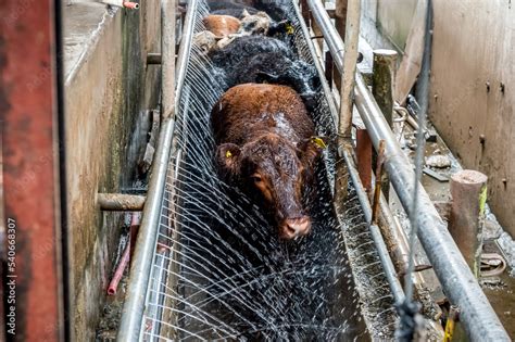 Image result for Slaughter Beef Cows