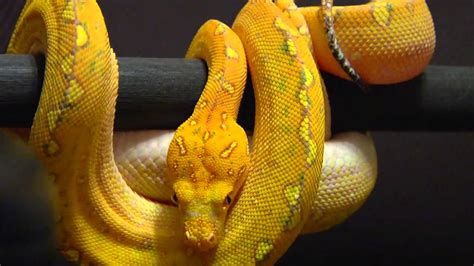 Image result for Red Green Tree Python