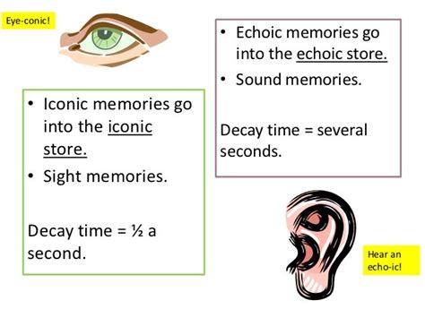 Afbeeldingsresultaten voor Example of Echoic Memory