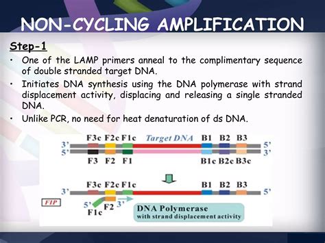 Lamp PCR に対する画像結果