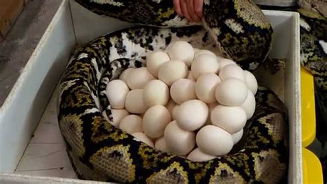 Python Snake Eggs Color に対する画像結果