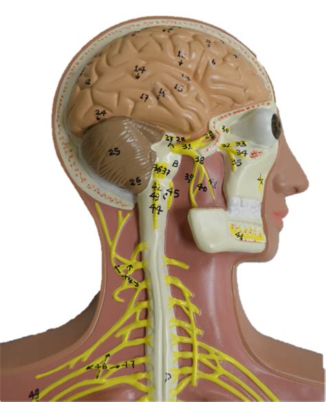 Image result for Brain Structure Side View