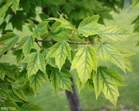 Image result for Sunset Maple Tree Problems