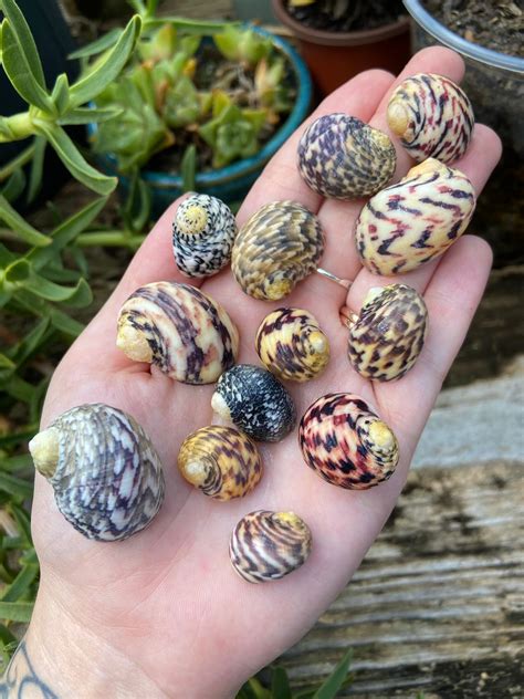 Bleeding Tooth Shell に対する画像結果