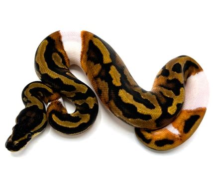 Toradh íomhá ar Designs for Python