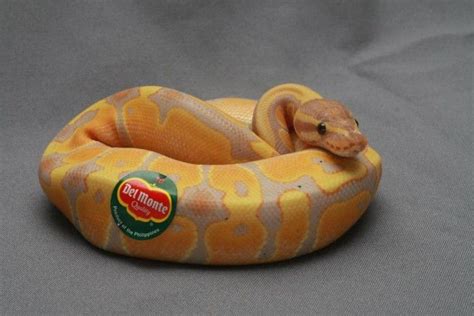 Image result for Ball Python Weis Cute