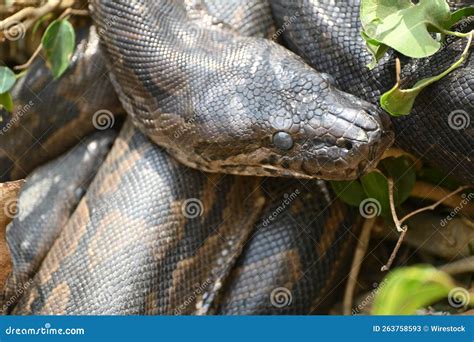 Résultat d’images pour Southern Rock Python