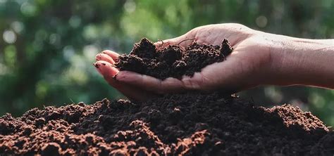 Image result for Major Types of Soil Map Class 10 NCERT