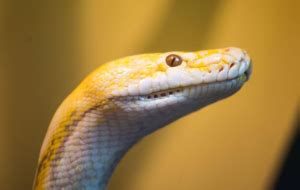 Image result for Reticulated Python Fence