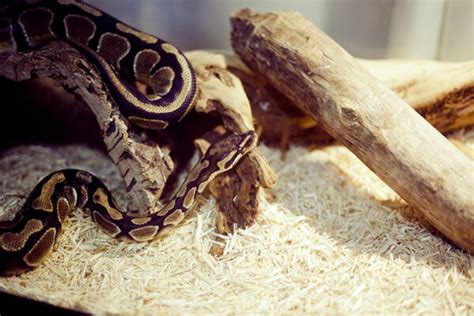 Stricking Ball Python に対する画像結果