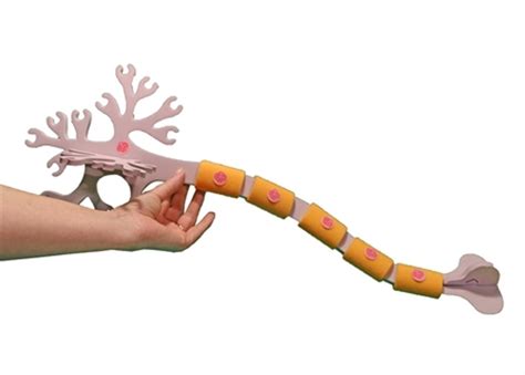 Neuron Model Kit に対する画像結果