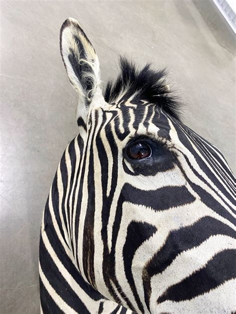 Toradh íomhá ar Trophy Zebra