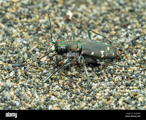 Image result for Python Tiger Beetle