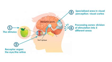 Image result for Generic Visual Perception Processor