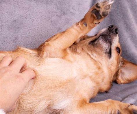 Image result for Dog Belly Exploding