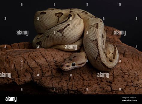 Black Back Ball Python के लिए छवि परिणाम