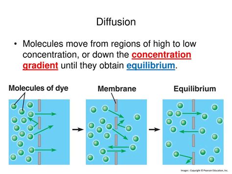 Afbeeldingsresultaten voor Diffusion Equilibrium