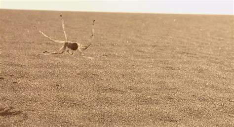 Desert Wheel Spider に対する画像結果