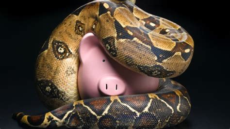 Image result for Python vs Pig