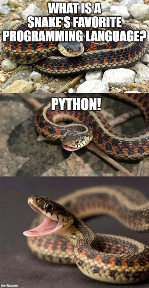 Image result for Python with a Full Stomach Meme