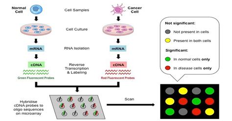 Image result for Microarray Labeling DNA