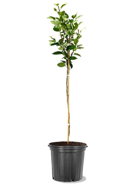 Image result for Bartlett Pear Tree Pollination