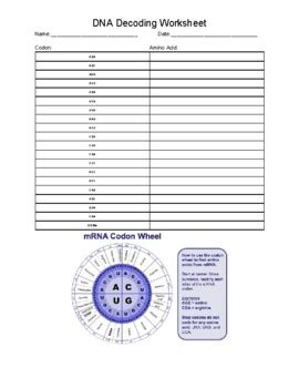 Toradh íomhá ar Decoding DNA Worksheet