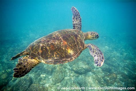 Turtle Wax Ceramic Teardrop Flag に対する画像結果
