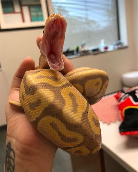 Image result for Python Cute Meme