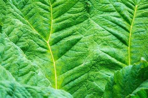 Leaf Icon Outline に対する画像結果