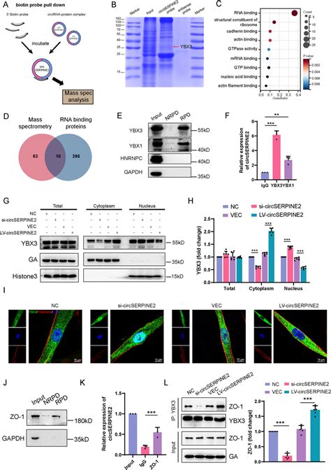 Biotin Probe के लिए छवि परिणाम