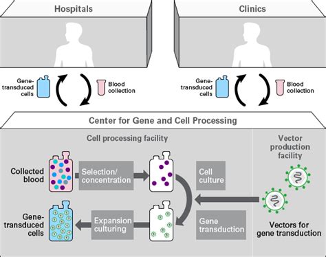 Image result for Popular Cell Processes