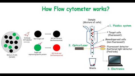 Image result for How Does Flow Cytometry Work