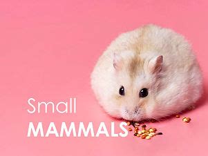 Image result for Litttle Java Pet