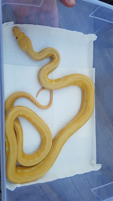 Image result for Ivory Reticulated Python