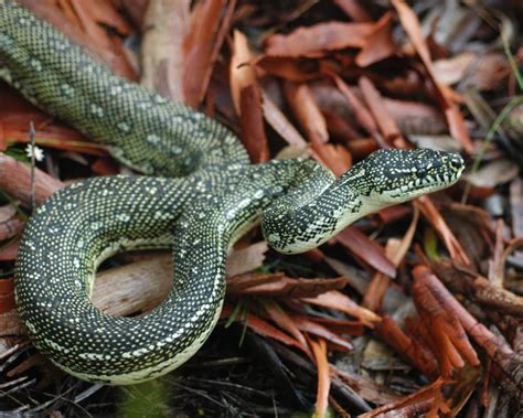 Image result for Diamond Python Fun Facts