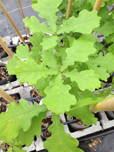 Toradh íomhá ar Chinkapin Oak Tree Autumn Color