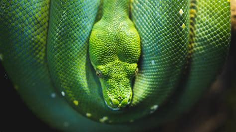 Image result for Python Green Colour Background
