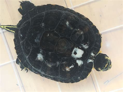 Image result for Shell Rot One Healthy Shell Selcutta